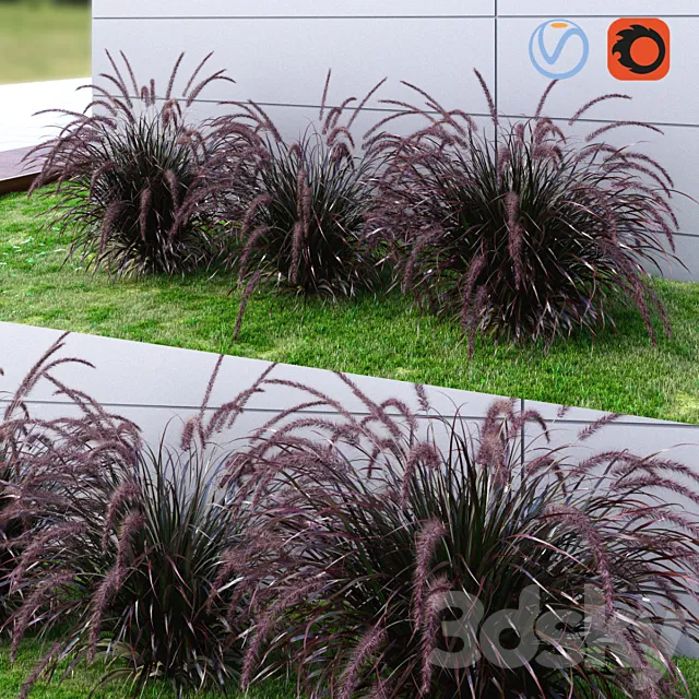 Ornamental grass Fountaingrass purple dark 3D Model Ornamental grass Fountaingrass purple dark 3D Model