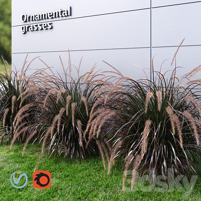 Ornamental grass Fountaingrass purple large 3D Model Ornamental grass Fountaingrass purple large 3D Model