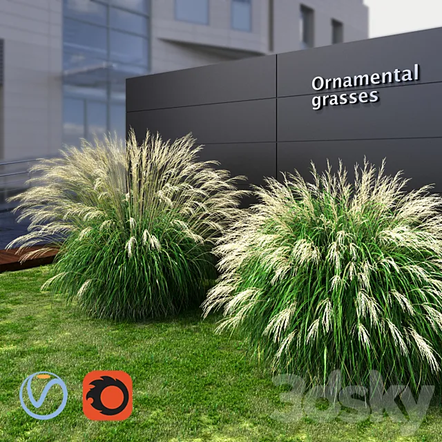 Ornamental grass Miscanthus large 3D Model Ornamental grass Miscanthus large 3D Model