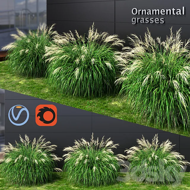Ornamental grass Miscanthus medium 3D Model Ornamental grass Miscanthus medium 3D Model