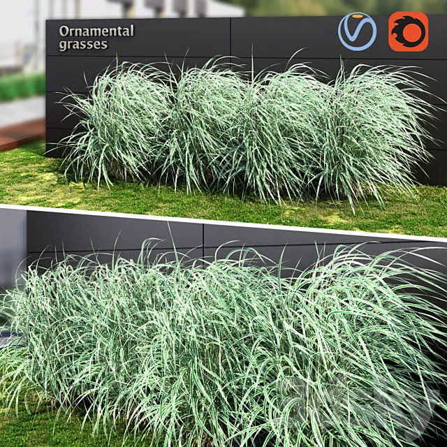 Ornamental grass striped 3D Model Ornamental grass striped 3D Model