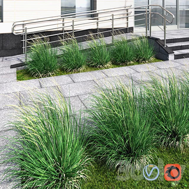 Ornamental grass windy 3DModel Ornamental grass windy 3DModel