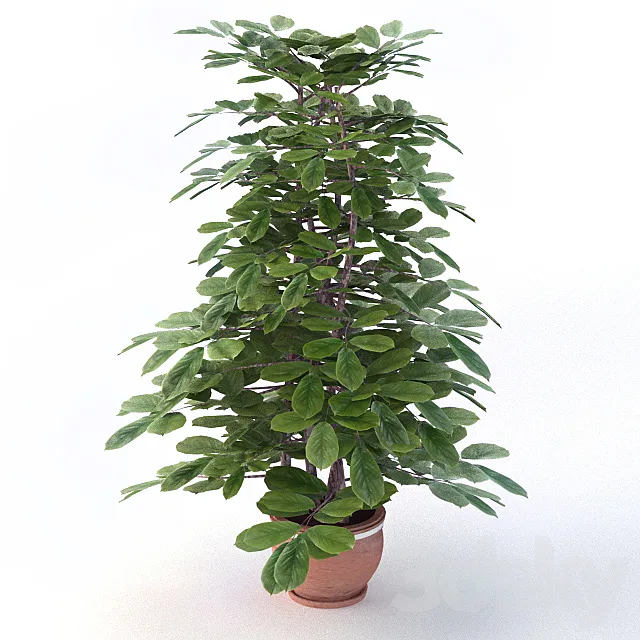 Ornamental shrubs 3D Model Ornamental shrubs 3D Model