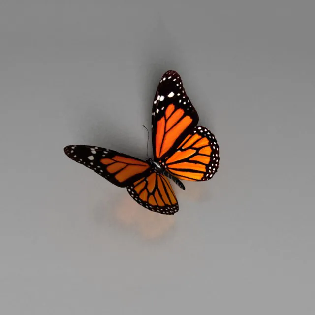 other-models – Butterfly 3D Model