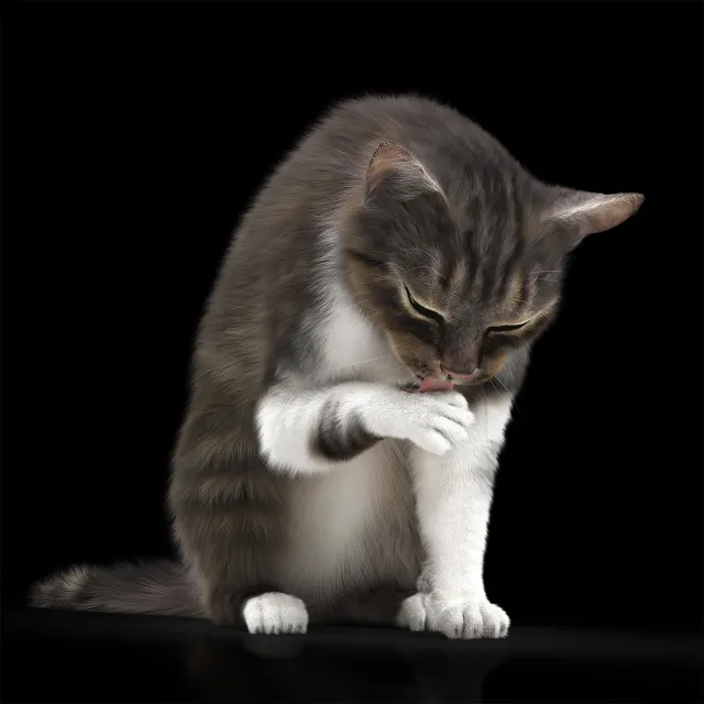 other-models – Cat 5 3D Model