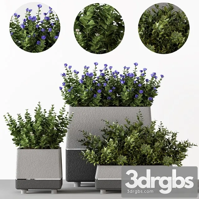 Outdoor Bushes In Concrete Pots 3D Model Download