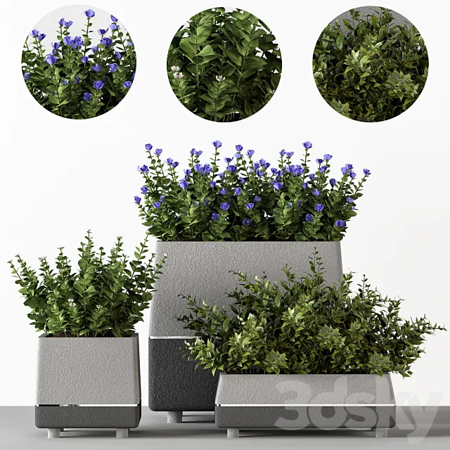 Outdoor-bushes in concrete pots 3DModel Outdoor-bushes in concrete pots 3DModel