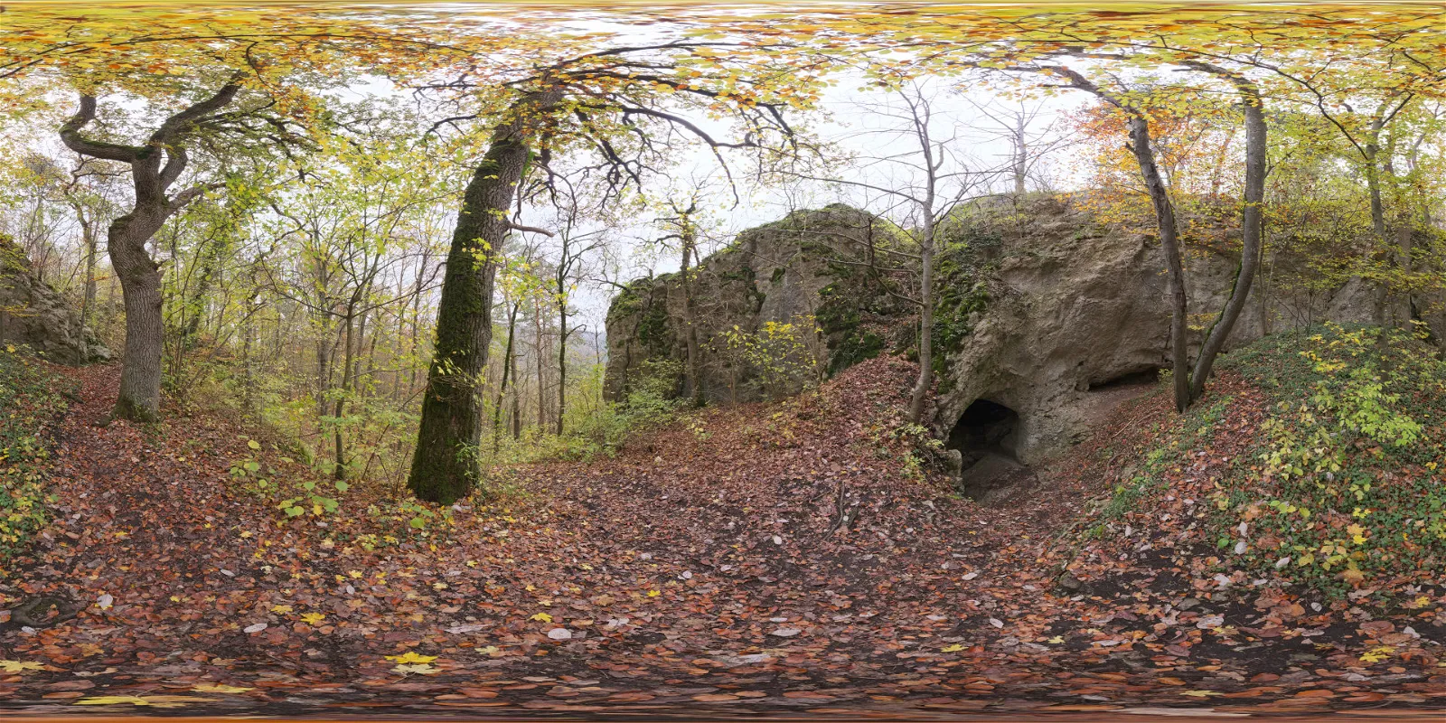 Forest Cave