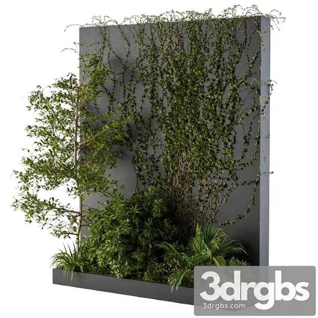 Outdoor green wall with garden ivy Outdoor green wall with garden ivy