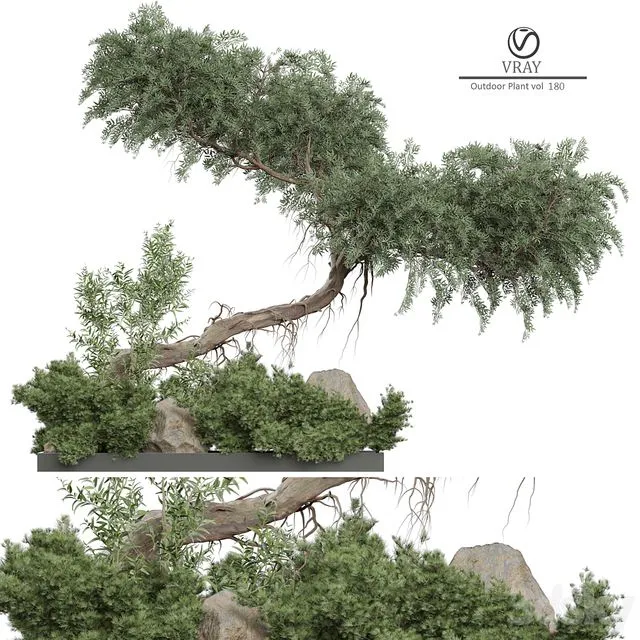Outdoor Plant 180 3D Model