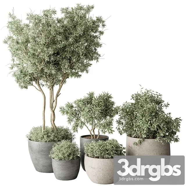 Outdoor plant 488 – pine plants