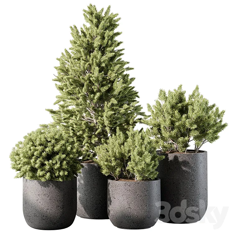 Outdoor Plant 496 – Pine Plants 3D Model Free Download