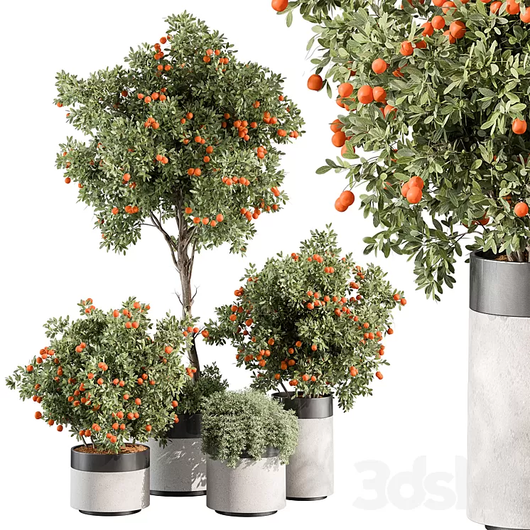Outdoor Plant 513 – Orange Tree 3D Model Free Download
