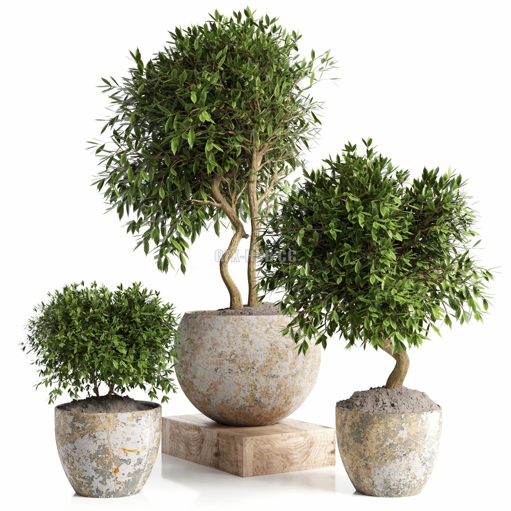Outdoor plant in concrete pot 12 3D Model