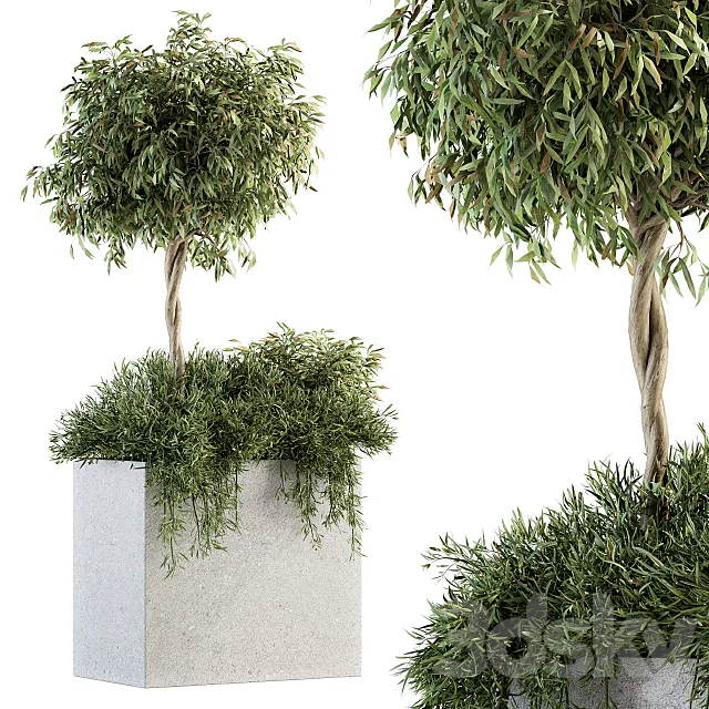 Outdoor Plant Set 172 – Plant Box tree 3D Model