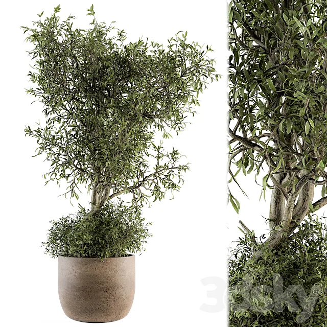 Outdoor Plant Set 178 – Plant in Pot 3D Model