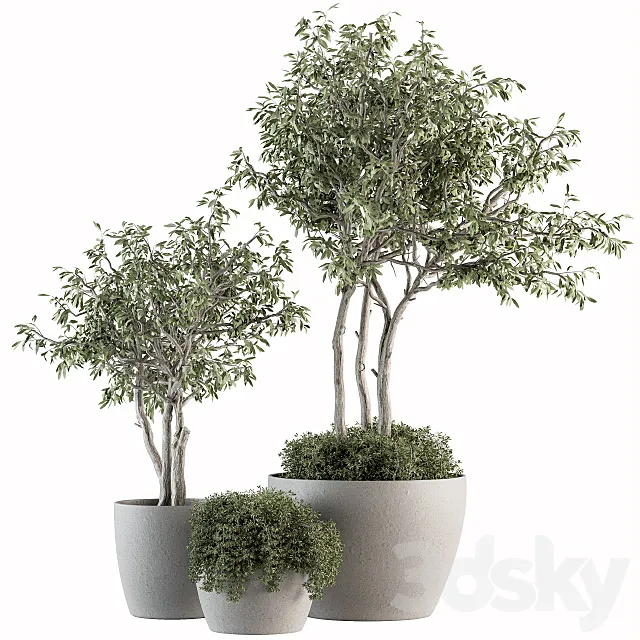 Outdoor Plant Set 182 – Tree Plant in Pot 3DModel