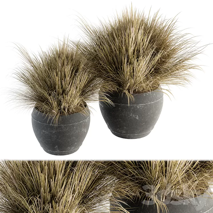 Outdoor Plant Set 204 – Dried Grass in Pot 3D Model Outdoor Plant Set 204 – Dried Grass in Pot 3D Model