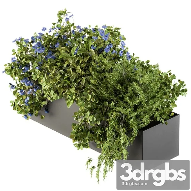 Outdoor plant set 208 – plant box blue flower