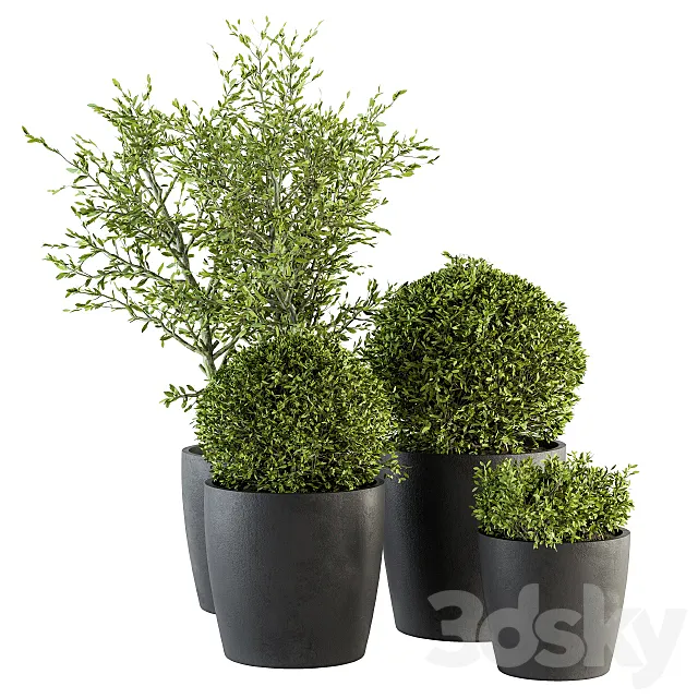Outdoor Plant Set 209 – Plant and Tree in Pot 3DModel Outdoor Plant Set 209 – Plant and Tree in Pot 3DModel
