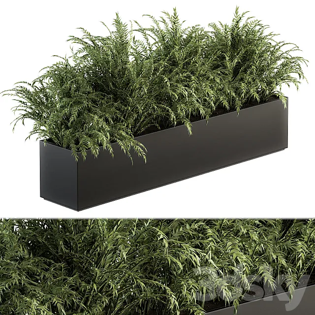 Outdoor Plant Set 232 – Polypodiales in Plant Box 3D Model Outdoor Plant Set 232 – Polypodiales in Plant Box 3D Model