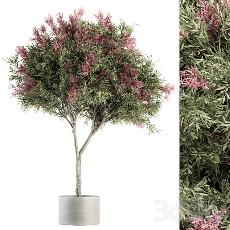 Outdoor Plant Set 265 – Crape Myrtle in Pot 3D Model Free Download
