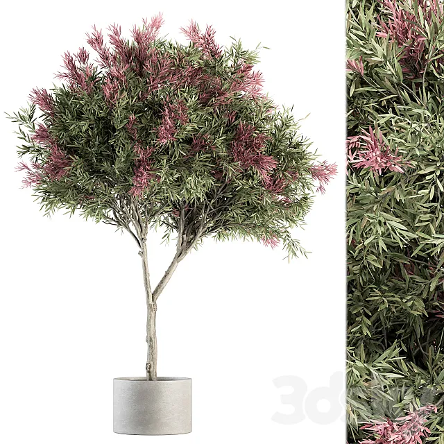 Outdoor Plant Set 265 – Crape Myrtle in Pot 3DModel Outdoor Plant Set 265 – Crape Myrtle in Pot 3DModel