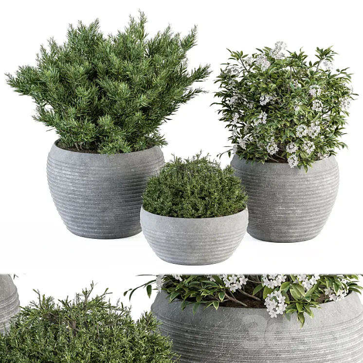 Outdoor Plant Set 301 – Plants in Gray Pot 3D Model Free Download