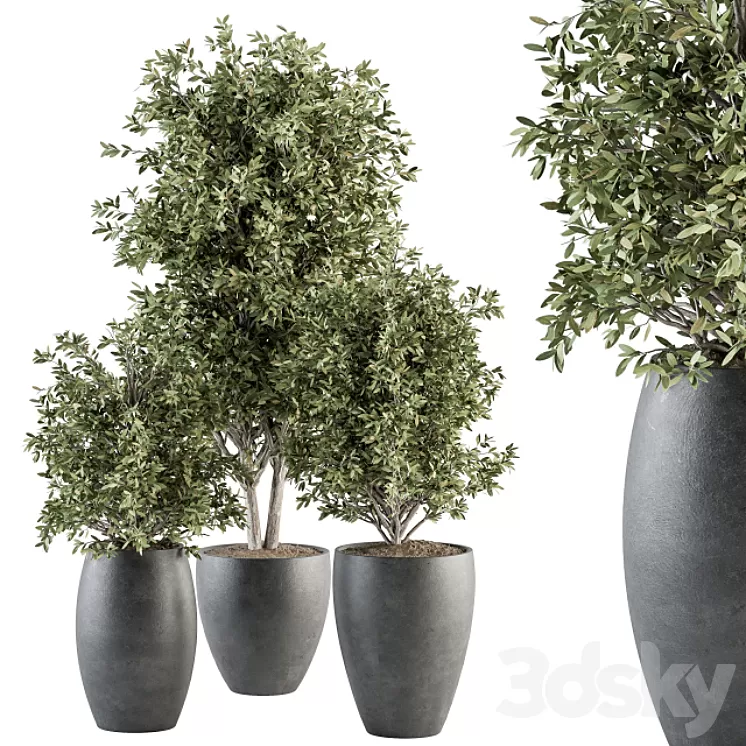Outdoor Plant Set 306- Plant and Tree Set 3D Model