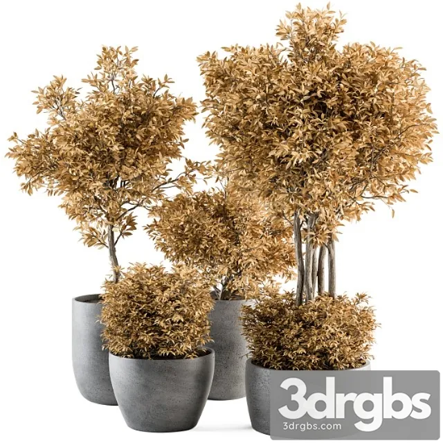 Outdoor Plant Set 322 Autumn Plant and Tree Set 3D Model Download