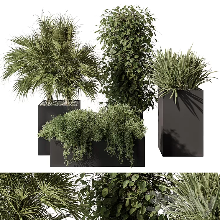 Outdoor Plant Set 402 – Plant Set in Plant Box 3D Model Free Download