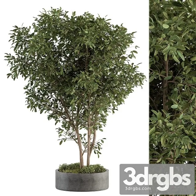 Outdoor Plant Set 405 3D Model Download