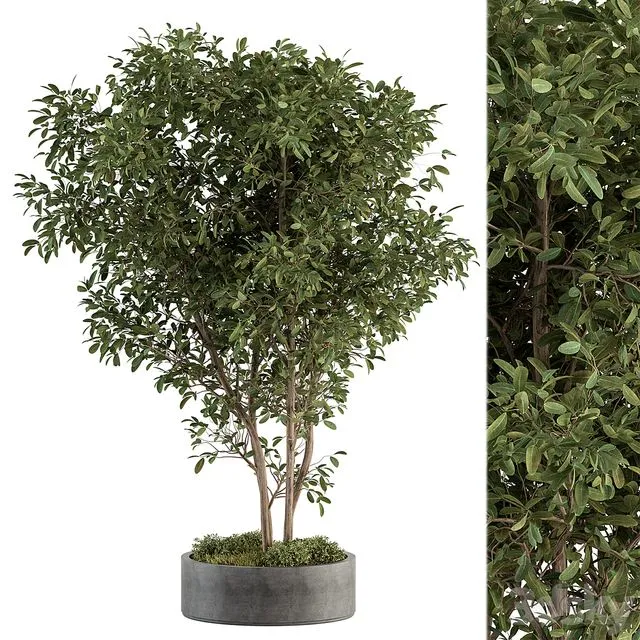 Outdoor plant set 405- Concrete potted plant set 3D Model Outdoor plant set 405- Concrete potted plant set 3D Model