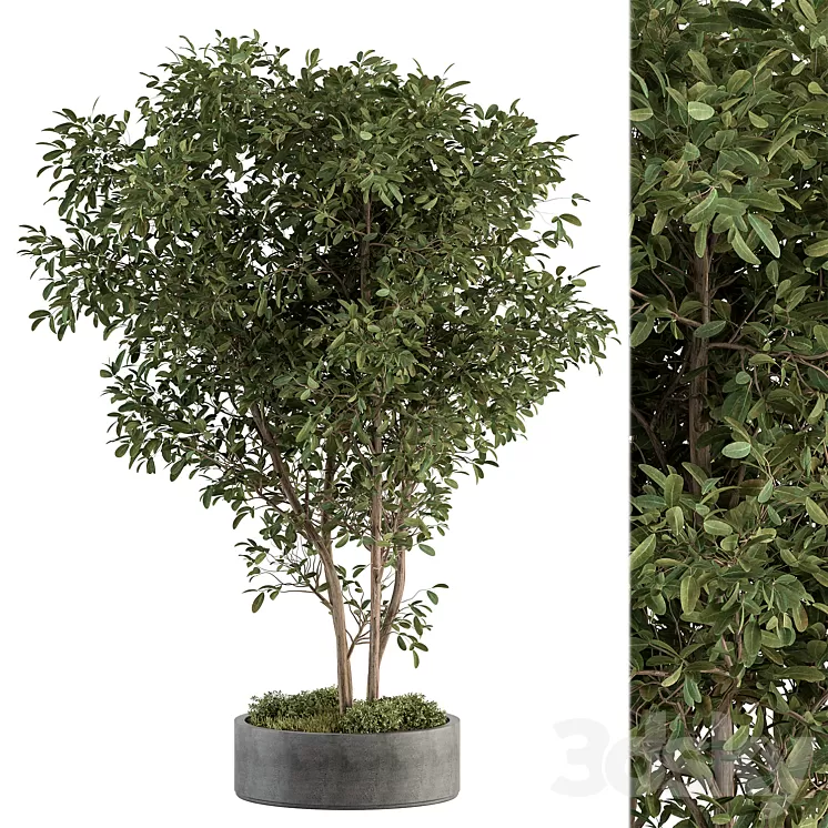 Outdoor Plant Set 405- Plant Set in Concrete Pot 3D Model Free Download