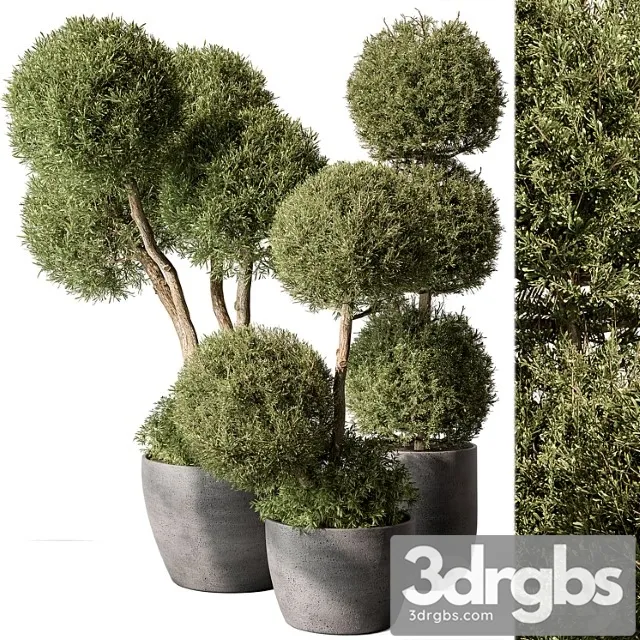 Outdoor Plant Set 414 Topiary Ball Plant in Pot 3D Model Download