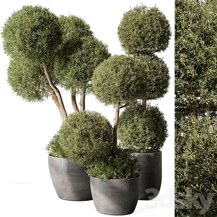 Outdoor Plant Set 414 – Topiary Ball Plant in Pot (Vray) 3D Model Free Download