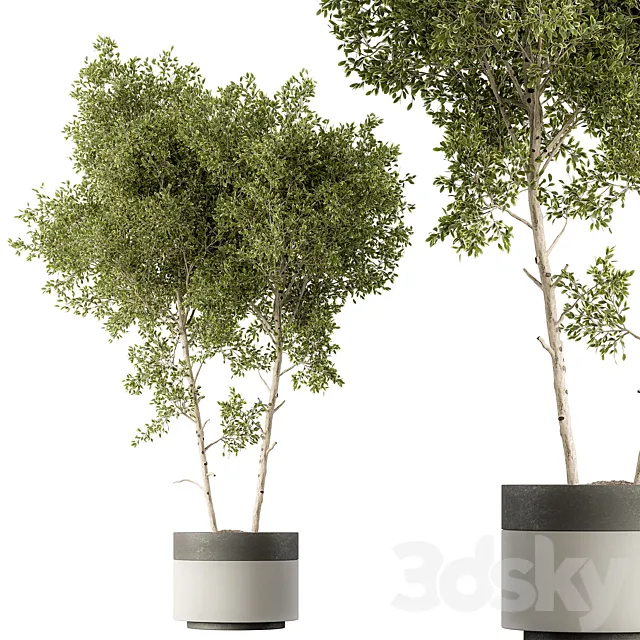 Outdoor Plants 472 – Tree in Pot 3D Model