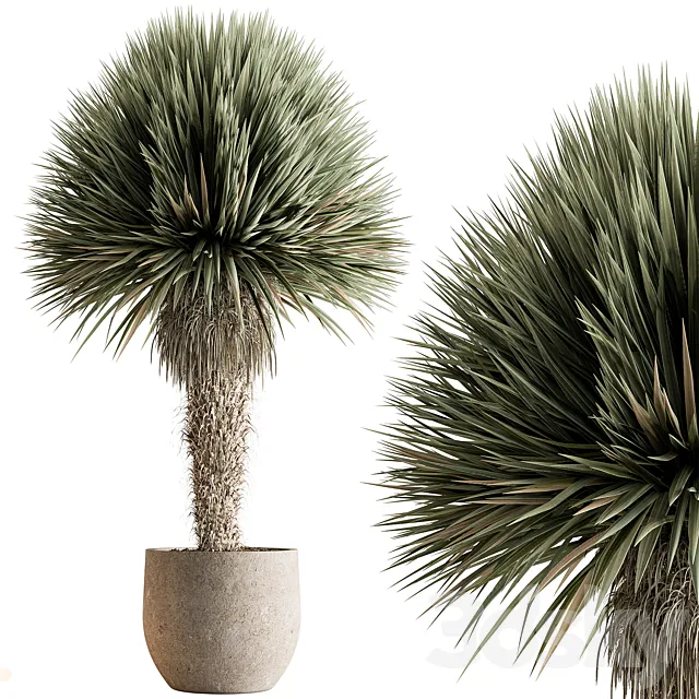 Outdoor Plants 577 – Yuka Tree 3D Model