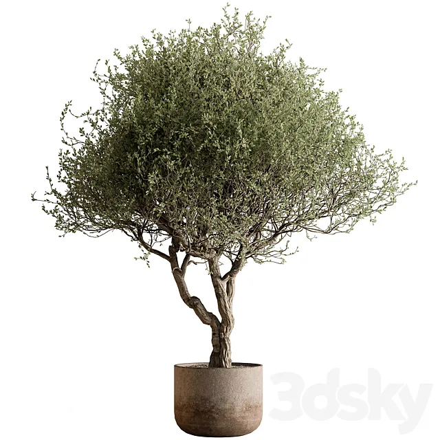 Outdoor Plants 594 – Tree in Pot 3D Model