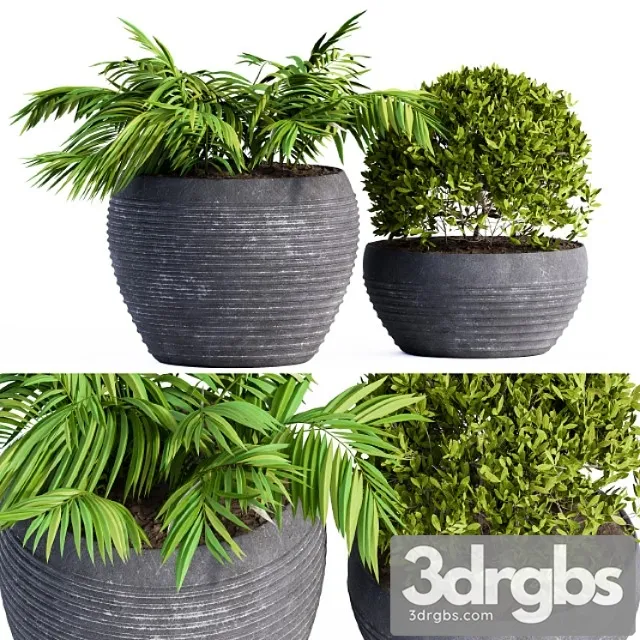 Outdoor Plants Black Pot 3D Model Download