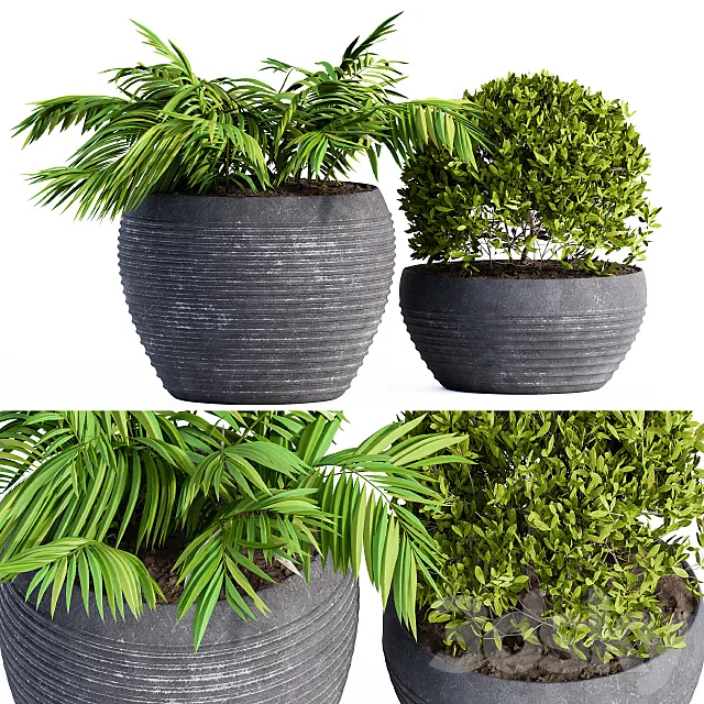 Outdoor Plants Black Pot 3D Model Outdoor Plants Black Pot 3D Model