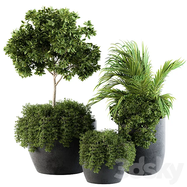 Outdoor Plants Broadleaf – Set 81 3DModel Outdoor Plants Broadleaf – Set 81 3DModel
