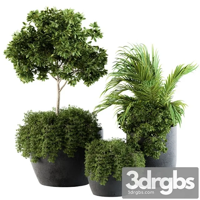 Outdoor plants broadleaf – set 81