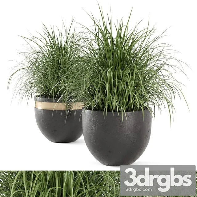 Outdoor plants bush in rusty concrete pot – set 186