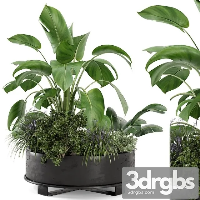 Outdoor Plants Bush in Rusty Metal Pot Set 222 3D Model Download