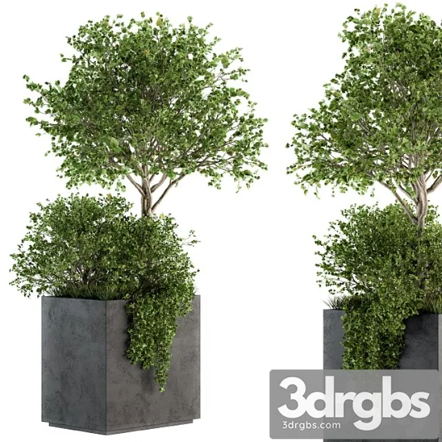 Outdoor plants in concrete plant box – set 93