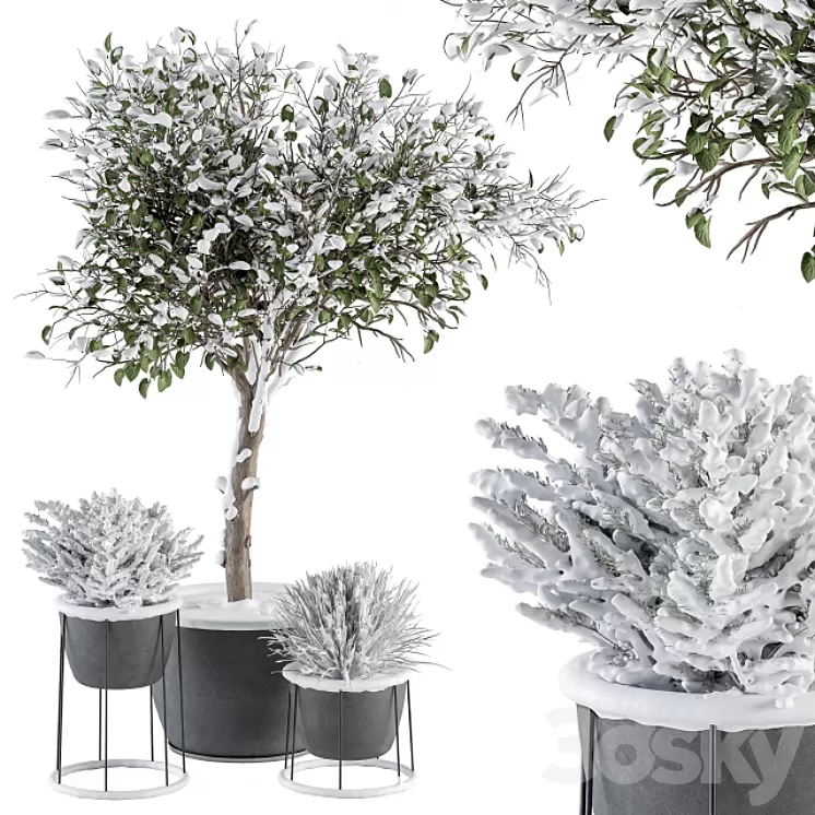 Outdoor Plants in Pot Snowy – Set 346 3D Model Free Download