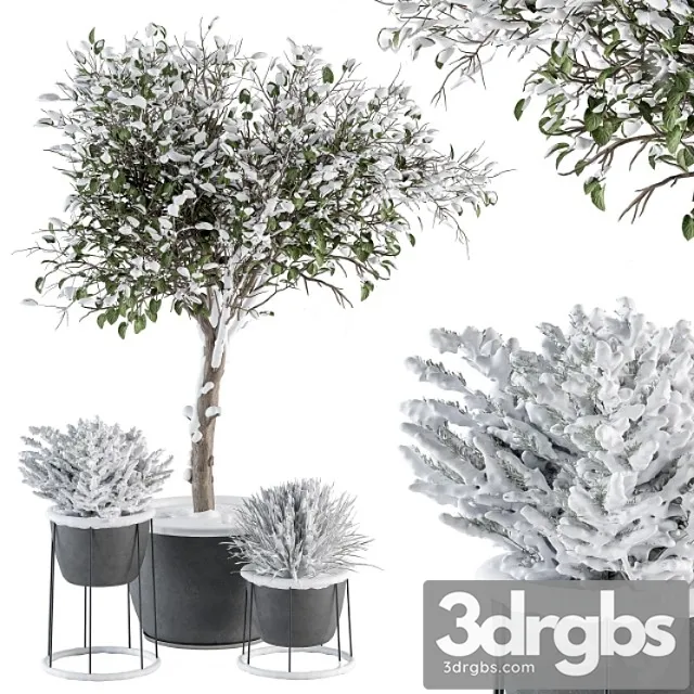Outdoor plants in pot snowy – set 346