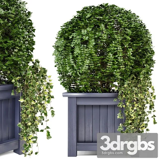 Outdoor plants in wooden pot – set 34