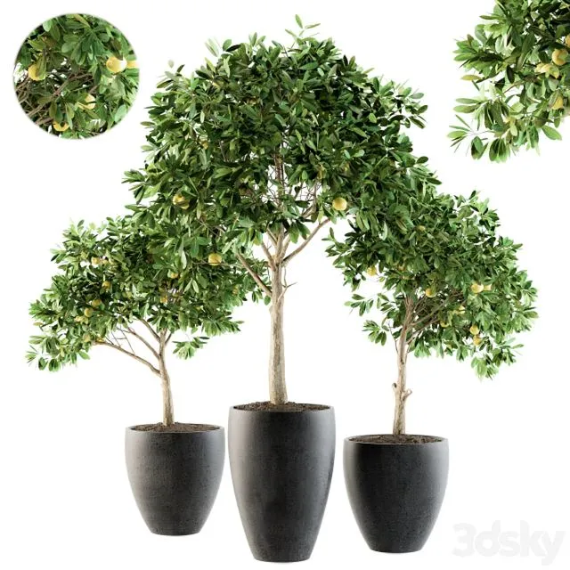 Outdoor Plants lemon tree – Set 97 3D Model